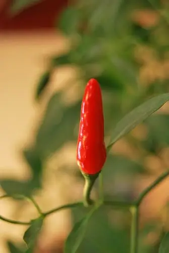 红辣椒和青辣椒的故事