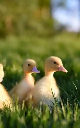 呆萌可爱小鸭子高清图片壁纸