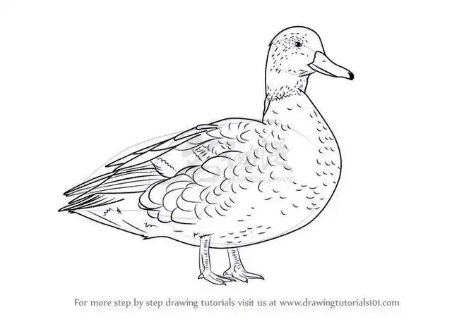 动漫角色绘画之鸭子的画法  前面已经和大家介绍了很多个动漫角色的