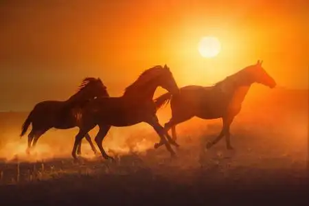 在海边奔腾的几匹骏马摄影高清图片