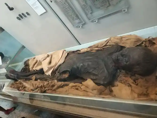 一具打开的完整的木乃伊