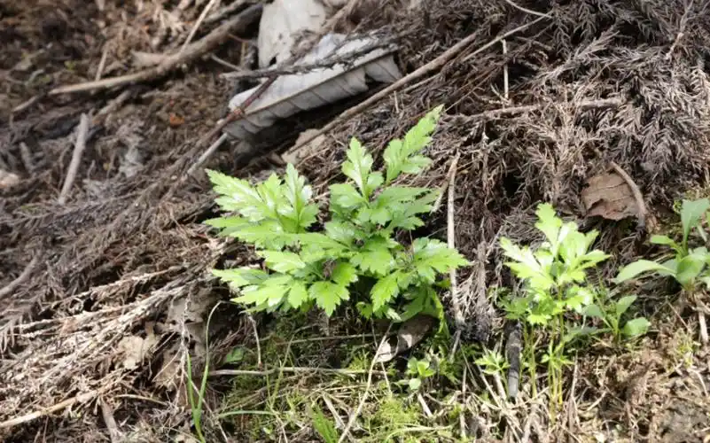魅力中草药每日一药之黄连