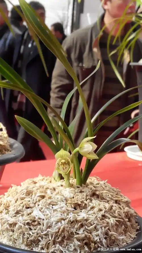 昆明兰展上的大奖兰花一