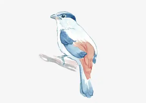 卡通手绘水彩鸟类装饰插画免抠素材免费下载_觅元素51yuansu.com