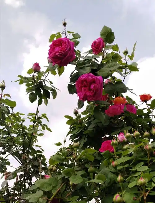 刺玫花,即玫瑰花(学名:rosa rugosa)是蔷薇科蔷薇属植物,在日常生活中