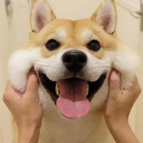 萌宠头像大全可爱卡通(50张可爱萌宠头像)(37)