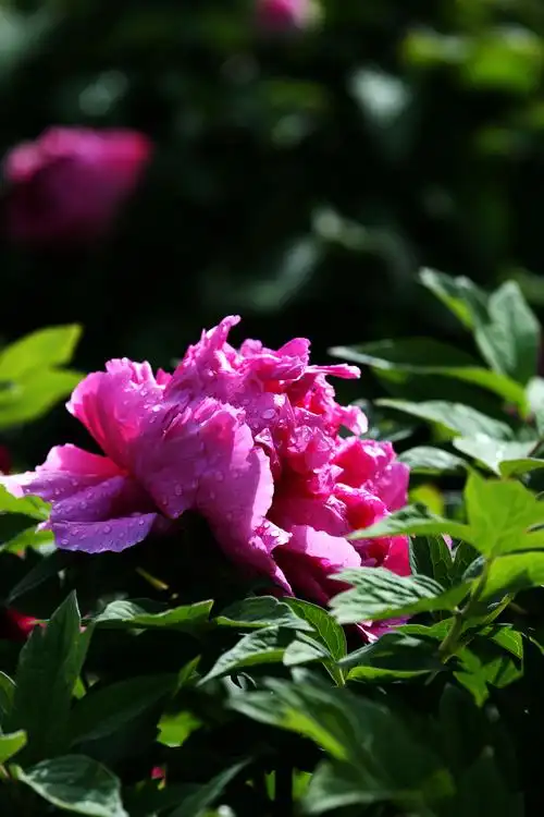 富贵之花 雨后牡丹