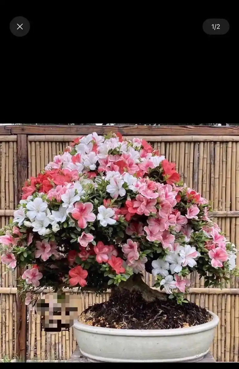 皋月杜鹃 #杜鹃盆景 #别墅庭 - 抖音