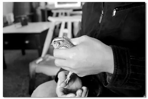 老玩意--斗鹌鹑