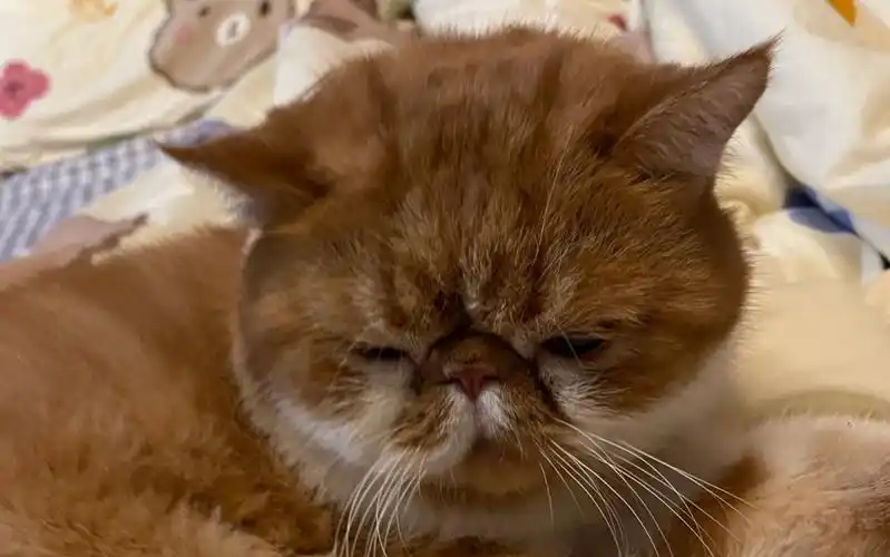 钱蓓婷20210924直播游戏cut|和温头一起水友赛