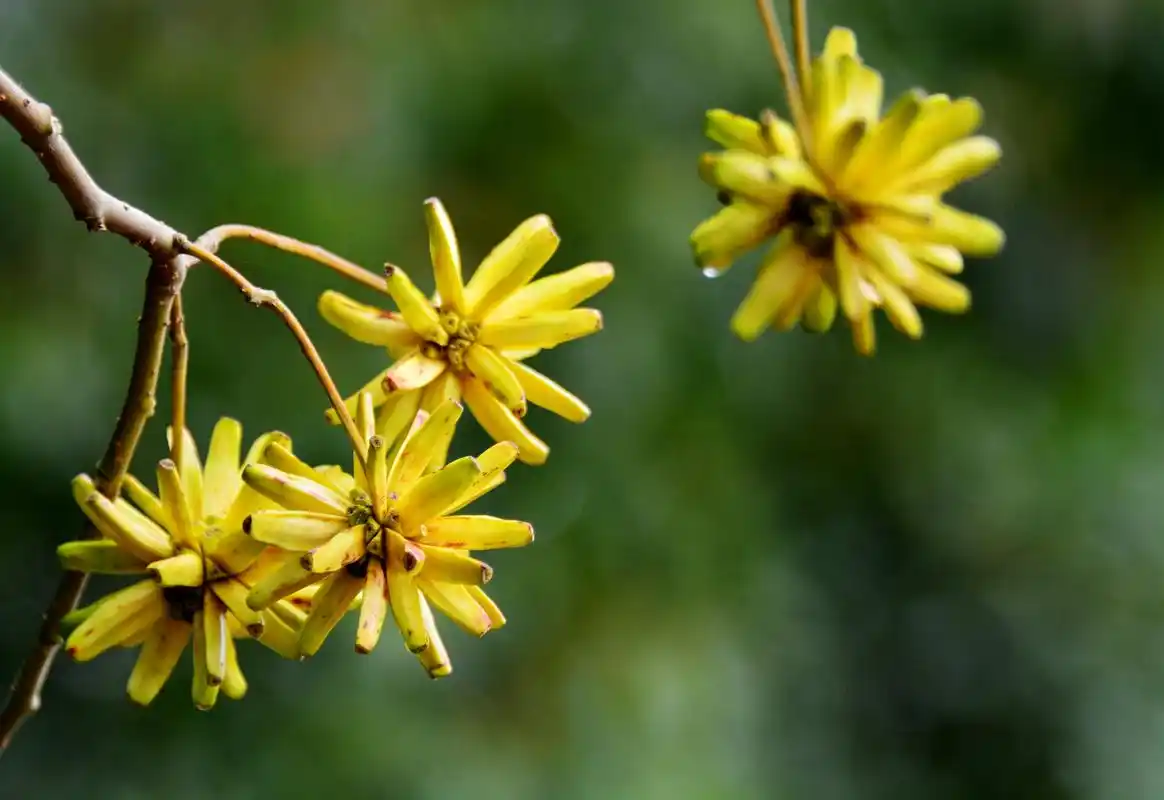 喜树果秋天成熟喜树有绿化观赏价值还是非常有价值的中药