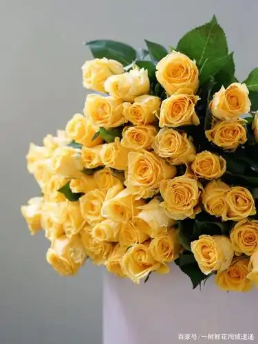 一树花语 | 你自山河林间来 ,惊鸿现百花开