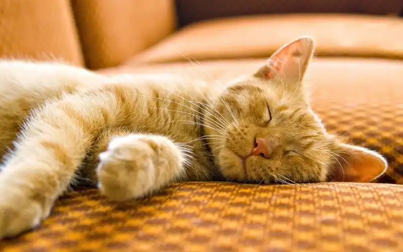 精选软萌可爱猫咪高清图片桌面壁纸