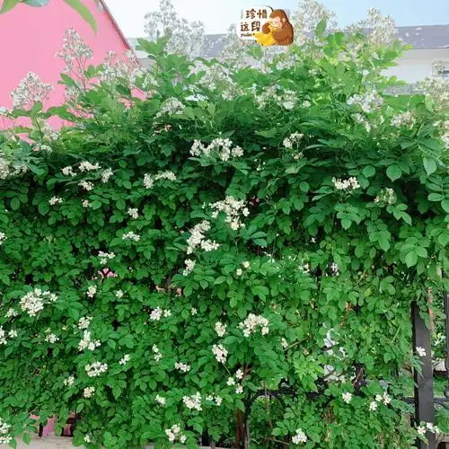 这是一颗让我又爱又恨的无刺蔷薇,俗名"宿迁小白花".