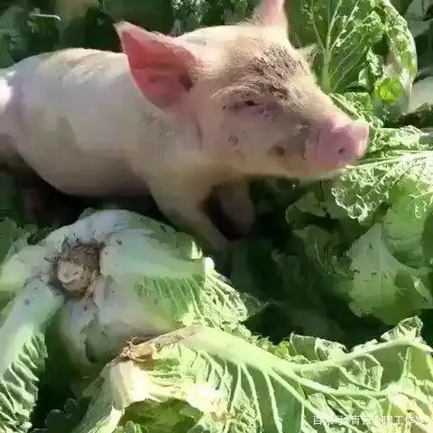 心理学:一点也不相配,怎么偏偏就走到一起?好白菜让猪拱了?