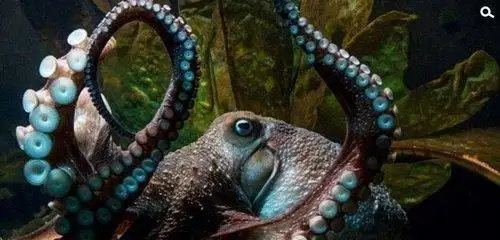 一亿年后地球可能出现的新物种沼泽章鱼