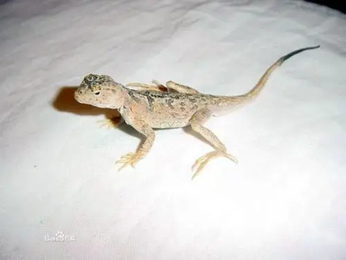 展开全部 你好,这是沙蜥