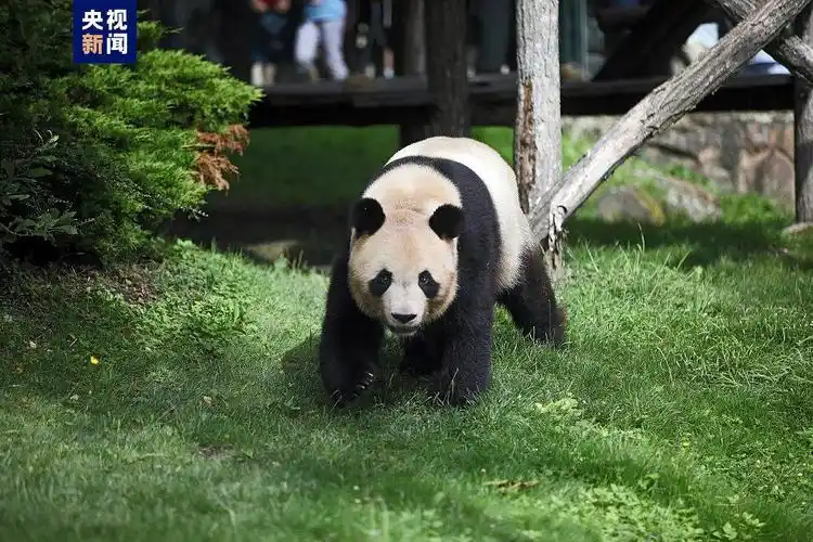 旅法大熊猫"圆梦"离开博瓦勒动物园,即将返回中国_新浪财经_新浪网
