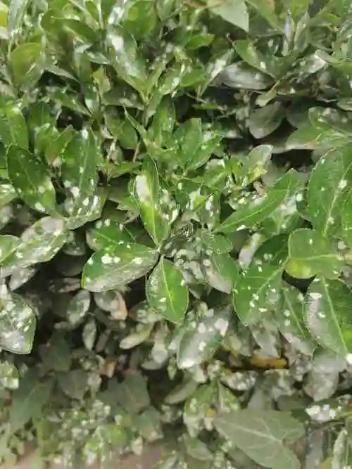 大叶黄杨的这种病该如何治理