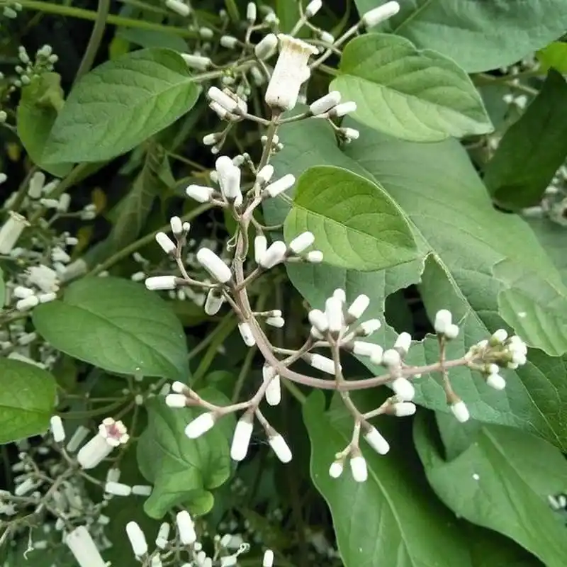02鸡屎藤 鸡屎藤,中药名.