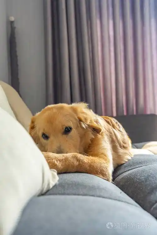 客厅沙发上躺着可爱的金毛猎犬