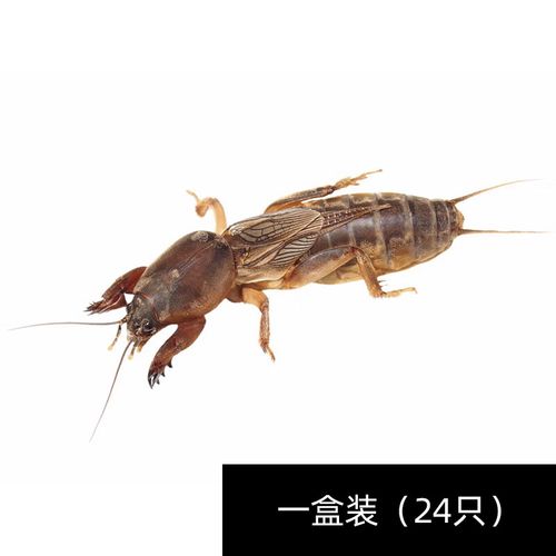 新鲜蝼蛄活虫中药药材土狗仔活体虫食用土狗虫钓鱼虫活饵画眉鸟食 一