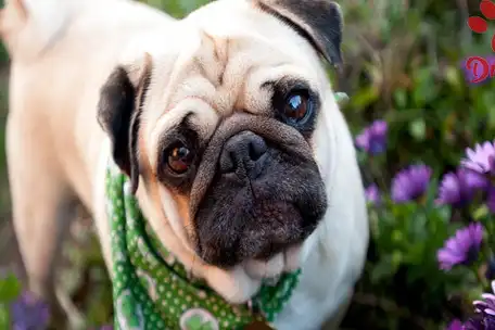 沙皮狗多少钱一只,沙皮狗价格-爪爪博士_狗狗_运动_补充