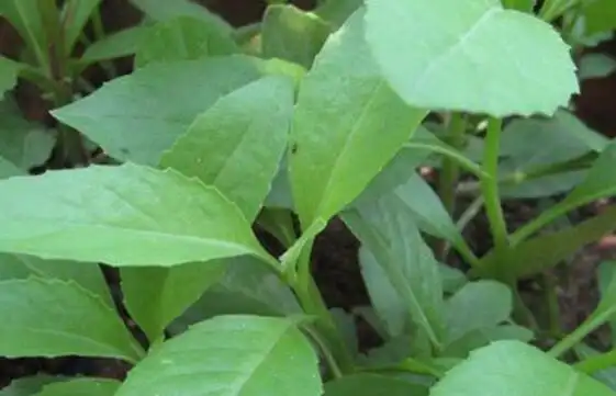 白梅花的功效与作用及食用方法白梅花的花型雪白芬芳素雅