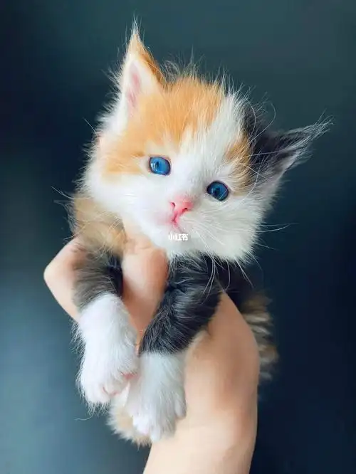 左滑帮三花缅因猫妹妹长大