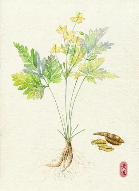 古训:人参杀人无过,黄连救人无功!