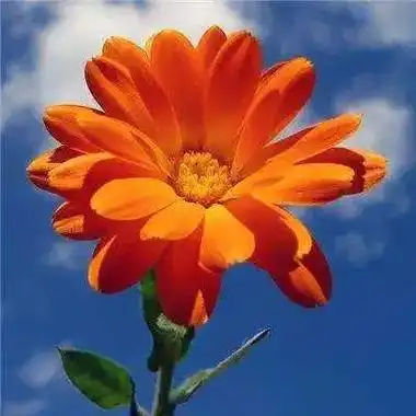 2023年适合永久做头像的图片(共24张)