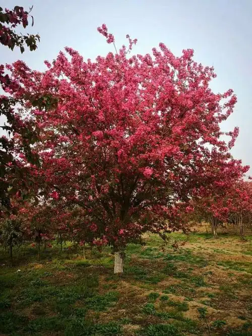 红叶碧桃基地 8公分红叶碧桃价格 红叶碧桃价格