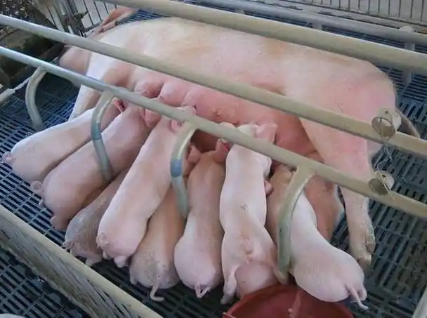 母猪产前吃什么药下崽有劲?母猪产前吃什么有助于顺产?