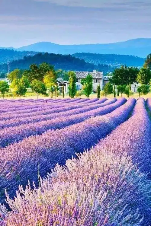 在世界最浪漫的地方走进薰衣草花海遇见最美的自己