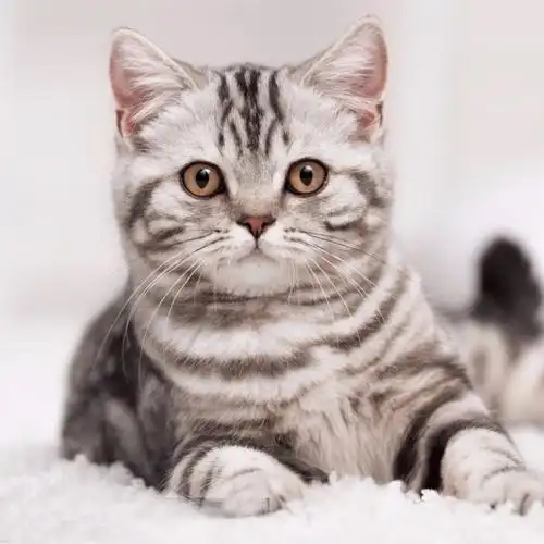 纯种成年美短加白虎斑虎猫孟加拉豹猫幼崽宠物猫咪活物美国短毛猫