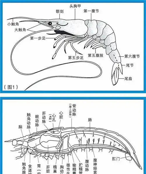 虾头里面的是精华还是屎到底能不能吃终于搞明白了