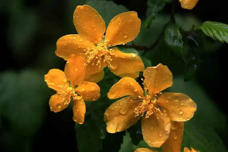 棣棠花与重瓣棣棠花蔷薇科棣棠花属