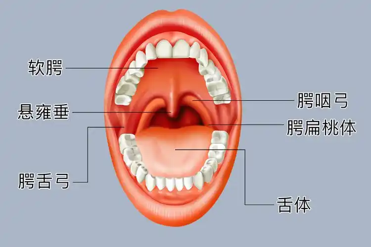 小舌头两边是什么部位