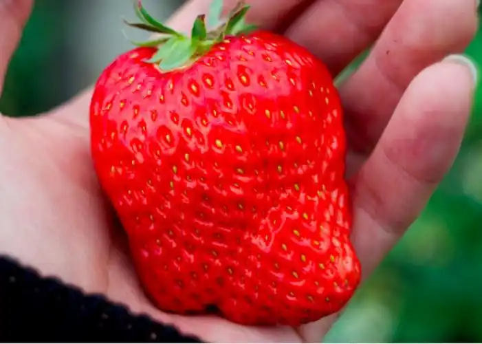 盘点14种贵得离谱的水果