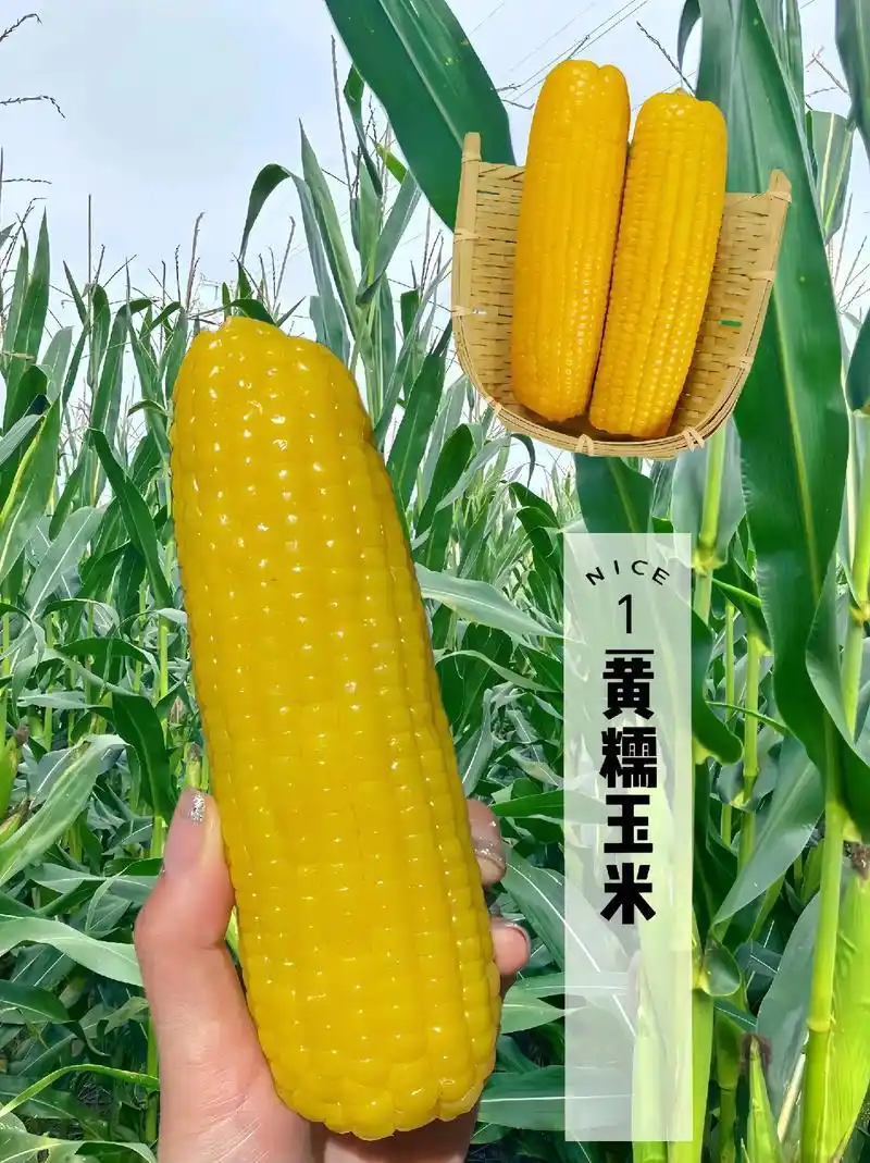 东北黄糯玉米