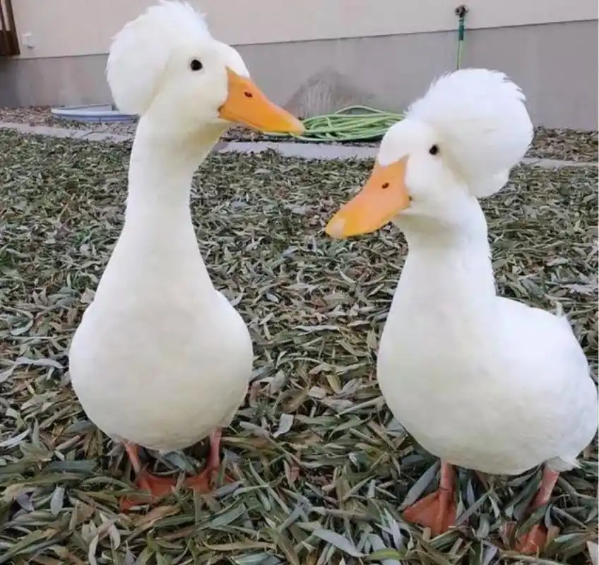 第一次见有发型的鸭子,你们觉得时髦吗?#趣图搞笑