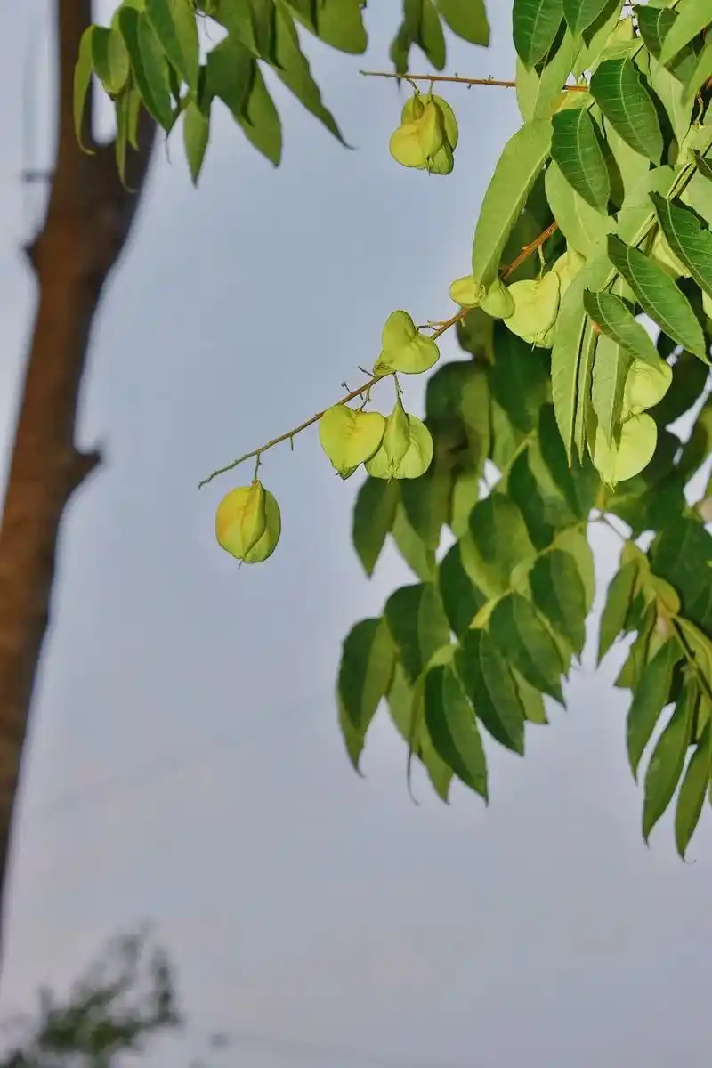 那就像复羽叶栾树一样灿烂一生