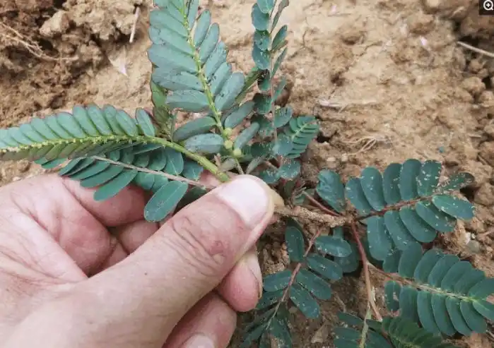 叶下珠别名珍珠草, 入药可治热淋和肝炎, 治病救人不简单