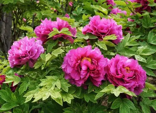 盛开的牡丹-景山公园