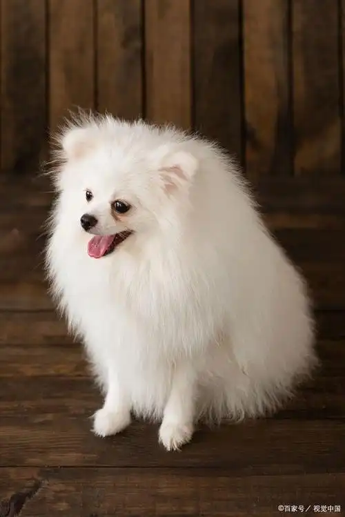 博美犬认主:7个表现,中一种都没白养