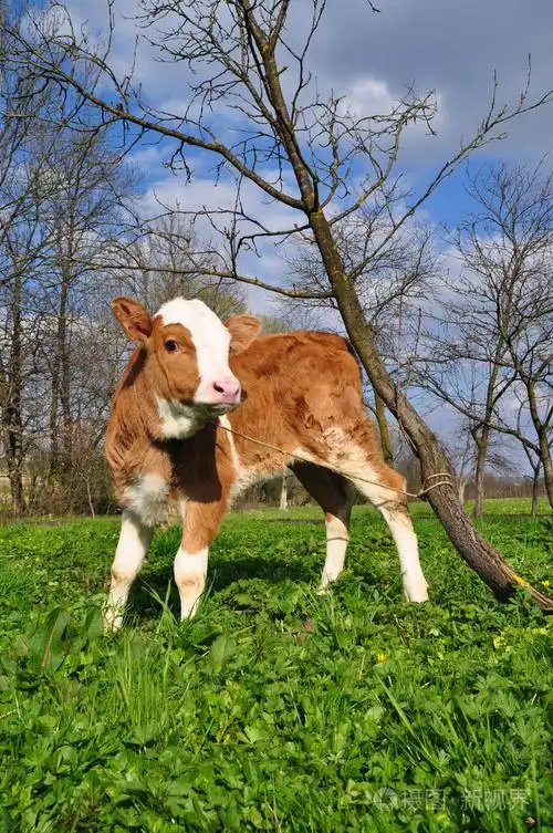 夏季牧场上小牛