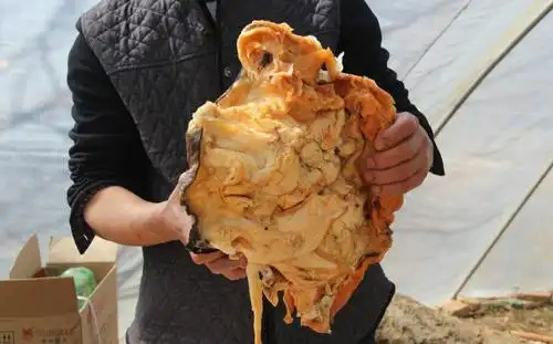 农民获140斤太岁什么意思