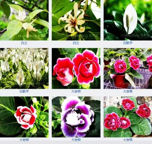 百花图谱展!每种花卉都标有花名 - 社会糗事大百科 - 社会糗事大百科