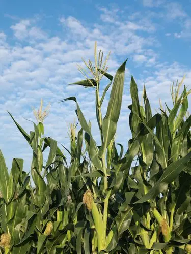 庄稼满坡,丰收在望.