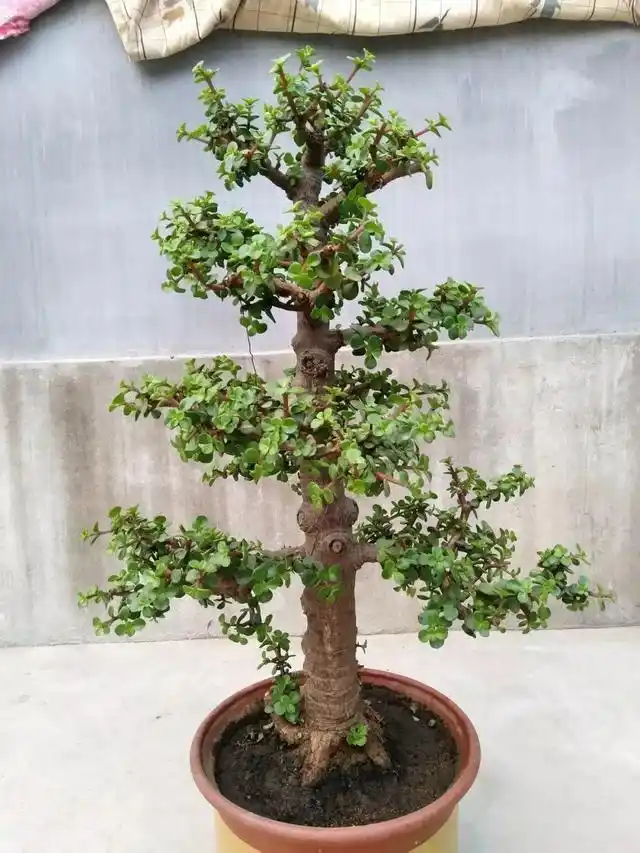 养金枝玉叶要"有耐心",掌握4个要点,2年养成高颜值老桩